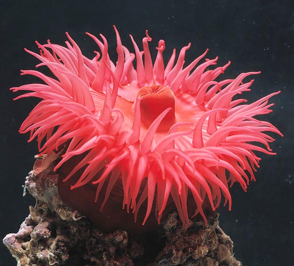Actinia equina