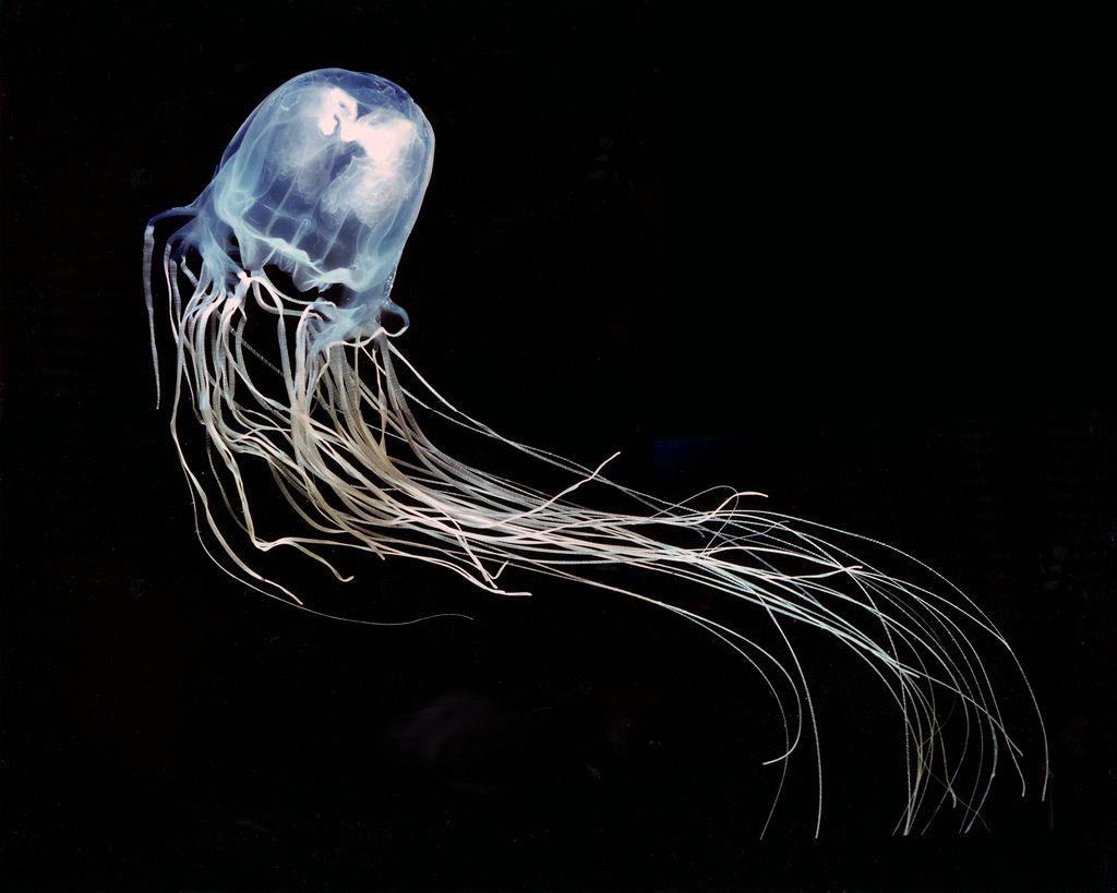 Chironex fleckeri